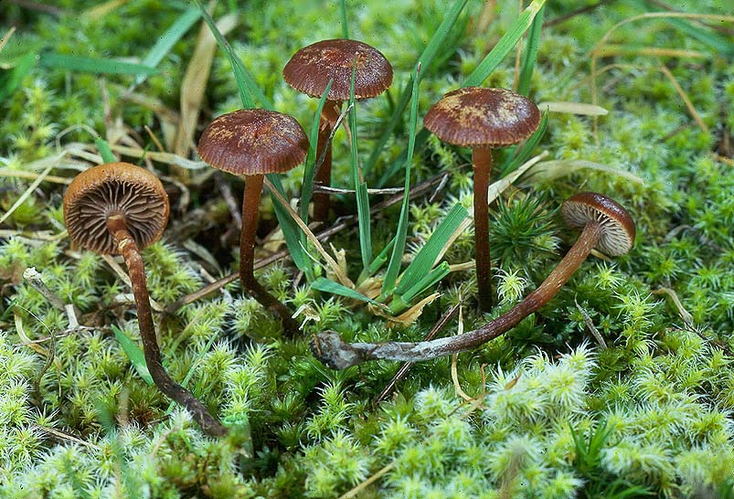 Psilocybe montana 
